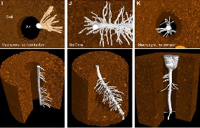 Lateral roots branch out in the direction of soil containing water rather than air.